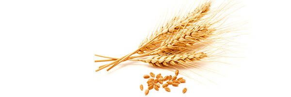 L'huile végétale de Germe de Blé